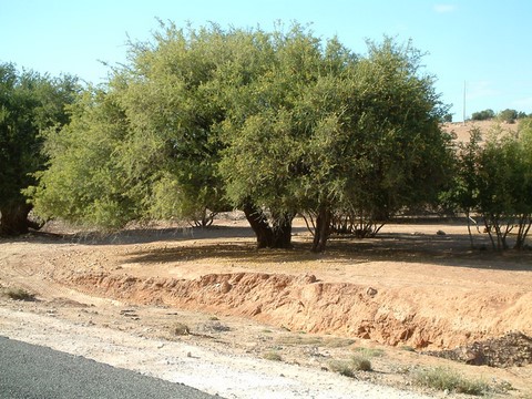 Arganier