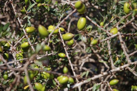 Fruits de l'argan